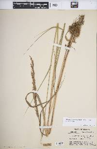 Calamagrostis canadensis var. canadensis image