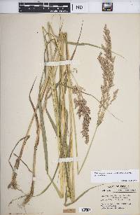 Calamagrostis canadensis var. canadensis image