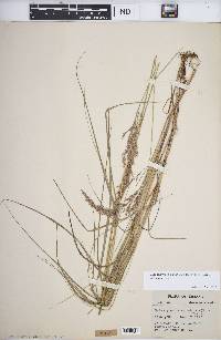 Calamagrostis canadensis var. canadensis image