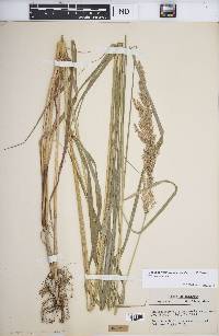 Calamagrostis canadensis var. canadensis image