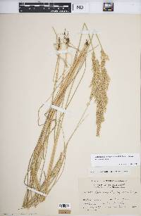 Calamagrostis canadensis var. canadensis image