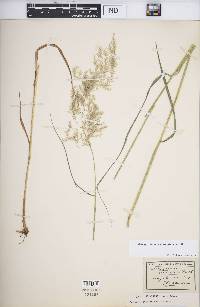 Calamagrostis canescens image