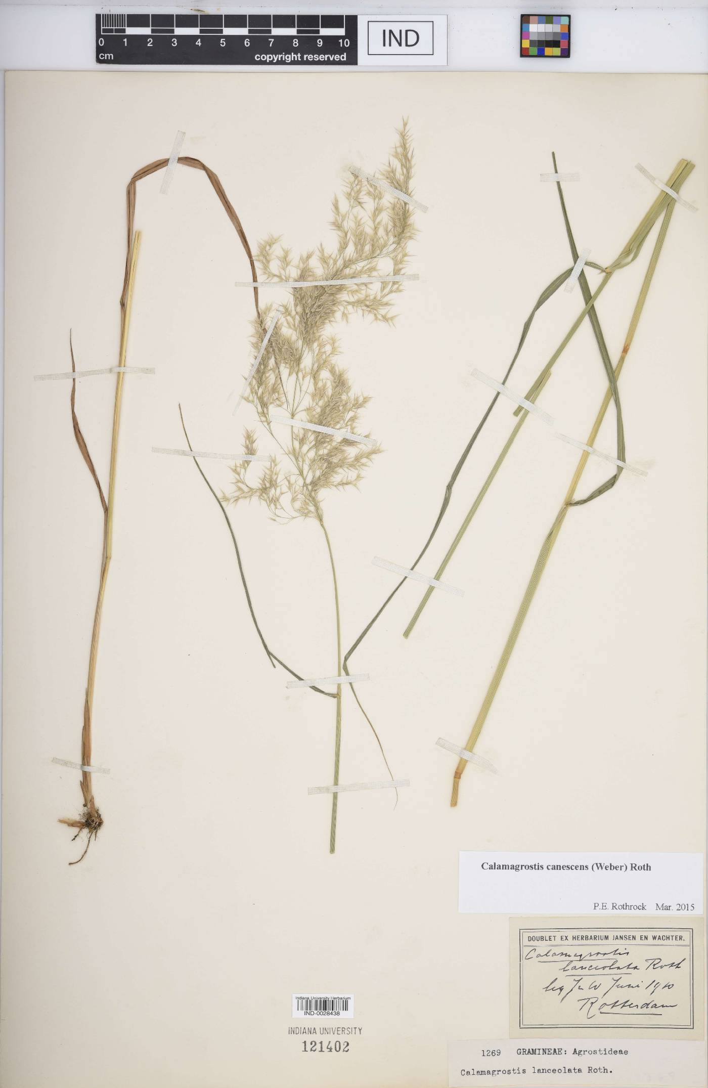 Calamagrostis canescens image