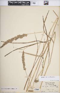 Calamagrostis coarctata image