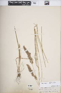 Calamagrostis coarctata image