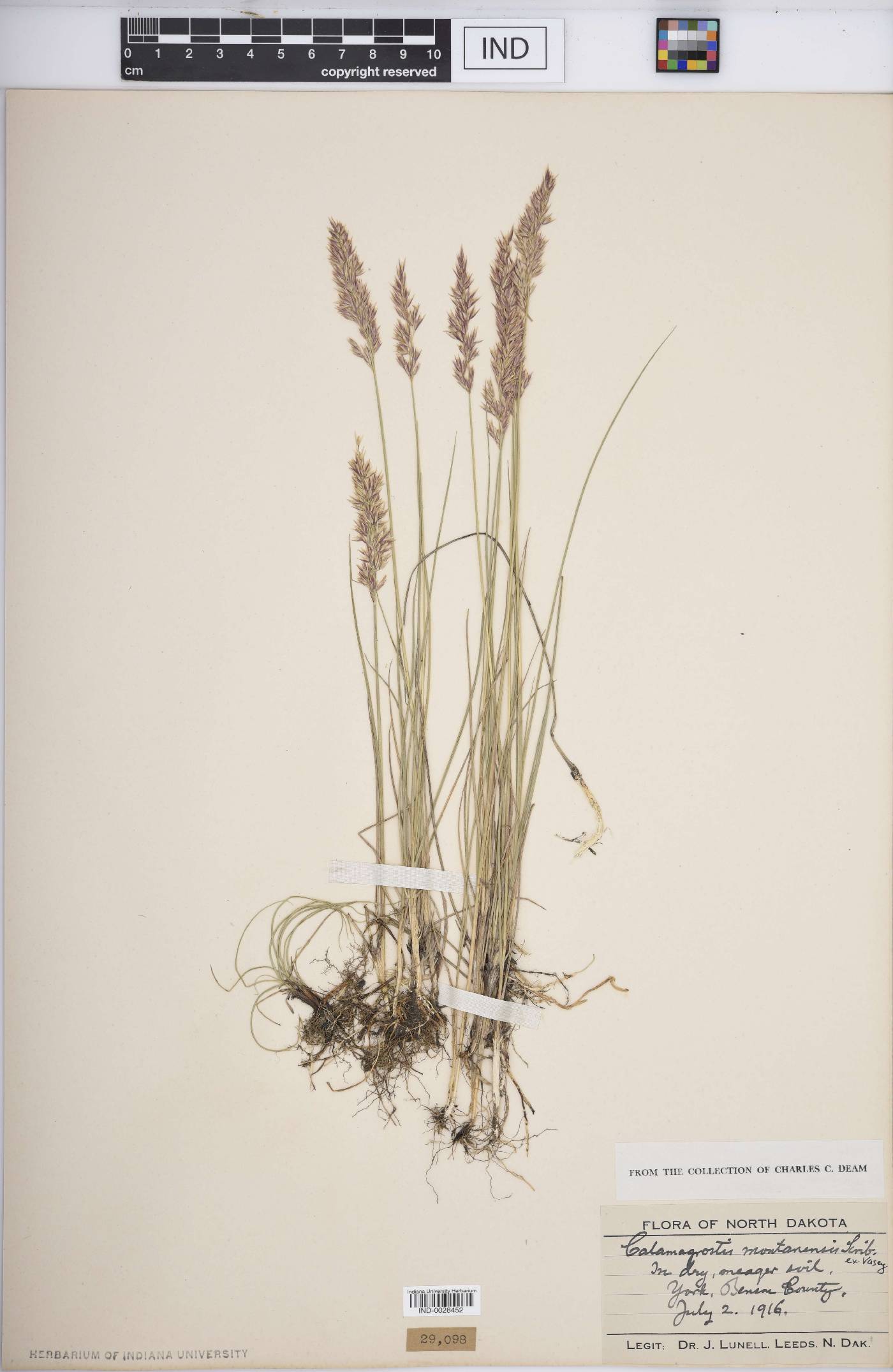 Calamagrostis montanensis image