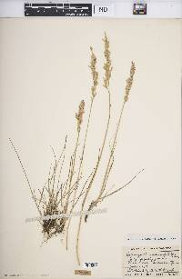 Calamagrostis montanensis image
