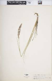 Calamagrostis purpurascens image