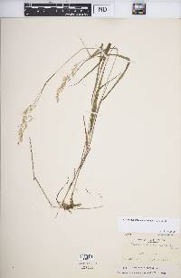 Calamagrostis sachalinensis image