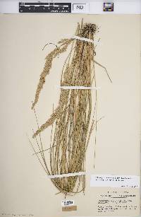 Calamagrostis stricta image