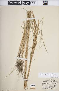 Calamagrostis stricta subsp. inexpansa image