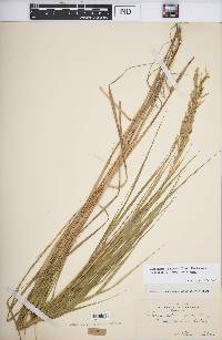 Calamagrostis stricta image