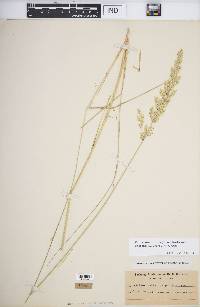 Calamagrostis stricta subsp. inexpansa image