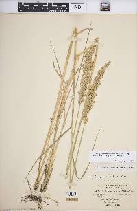 Calamagrostis stricta subsp. inexpansa image