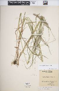 Calamagrostis villosa image
