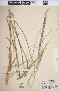 Calamovilfa longifolia image