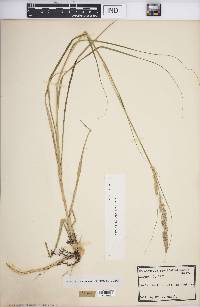 Calamovilfa longifolia image