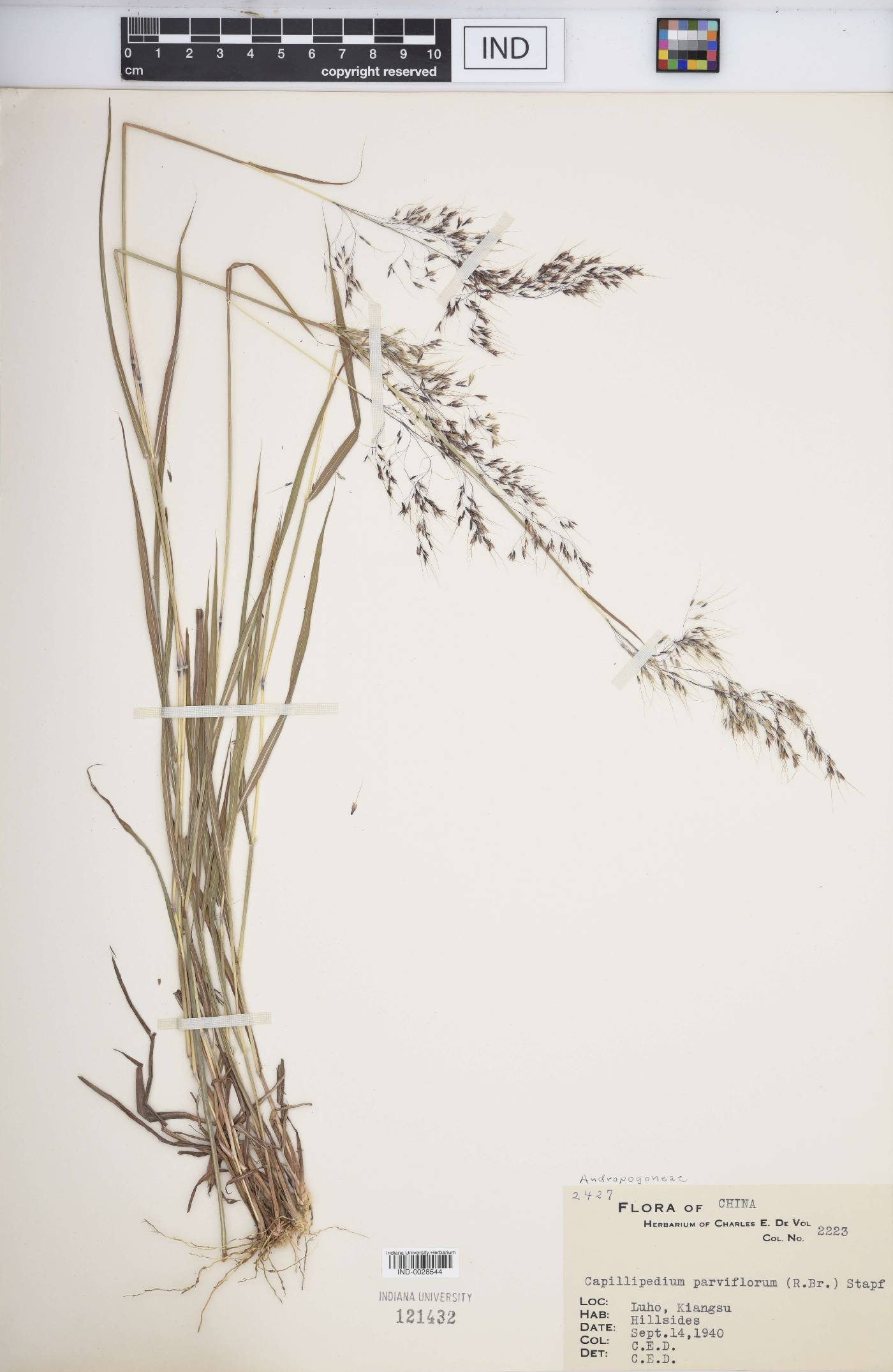 Capillipedium image