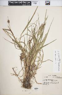 Cenchrus echinatus image