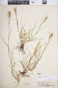 Cenchrus spinifex image