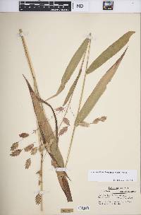 Chasmanthium latifolium image