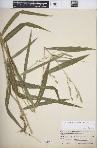 Chasmanthium latifolium image