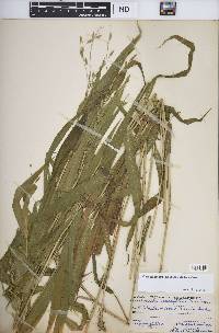 Chasmanthium latifolium image