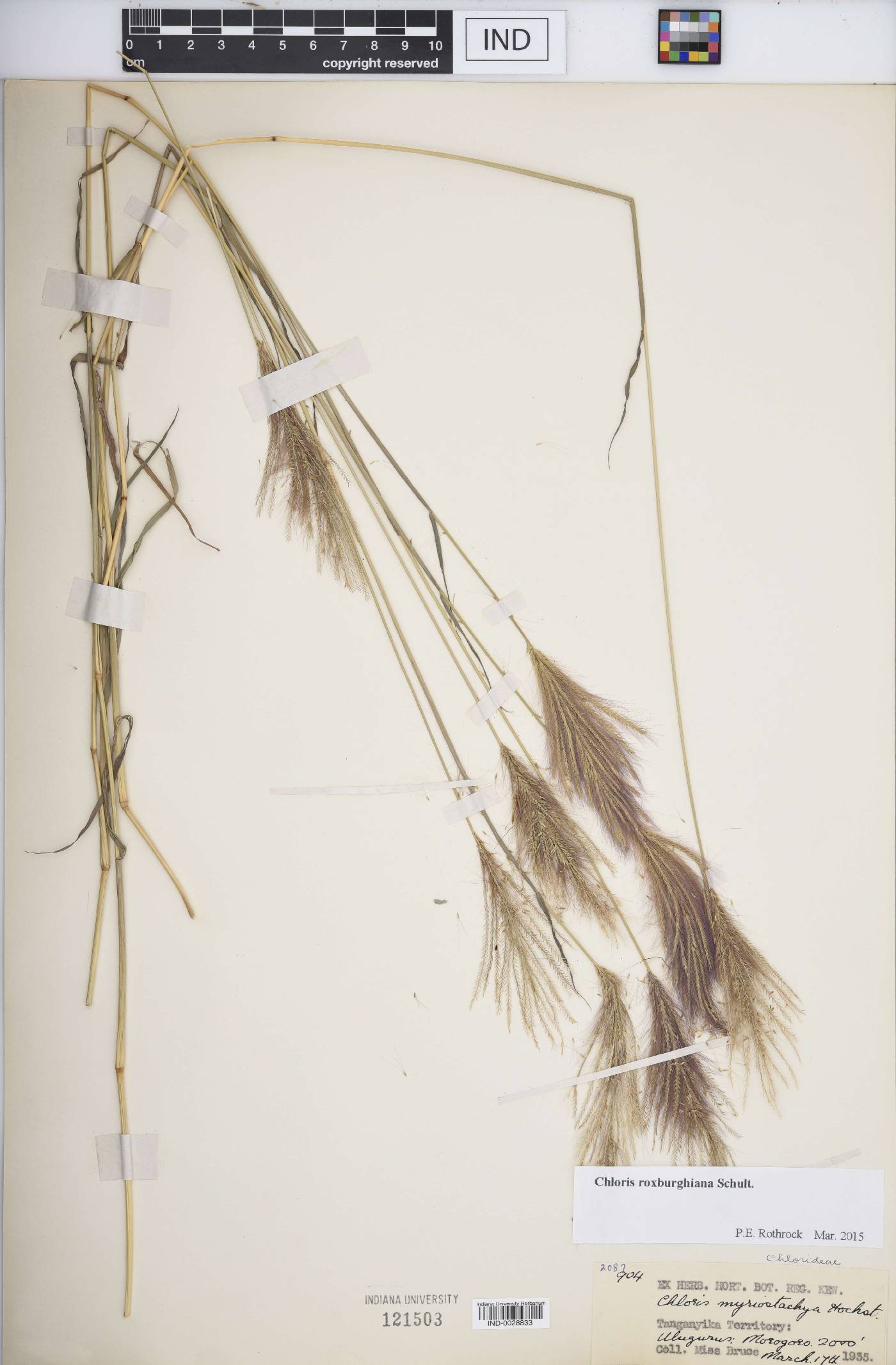 Chloris roxburghiana image