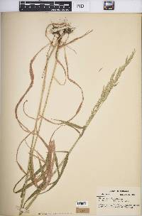 Cinna arundinacea image