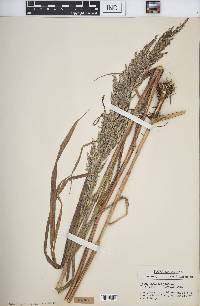 Cinna arundinacea image