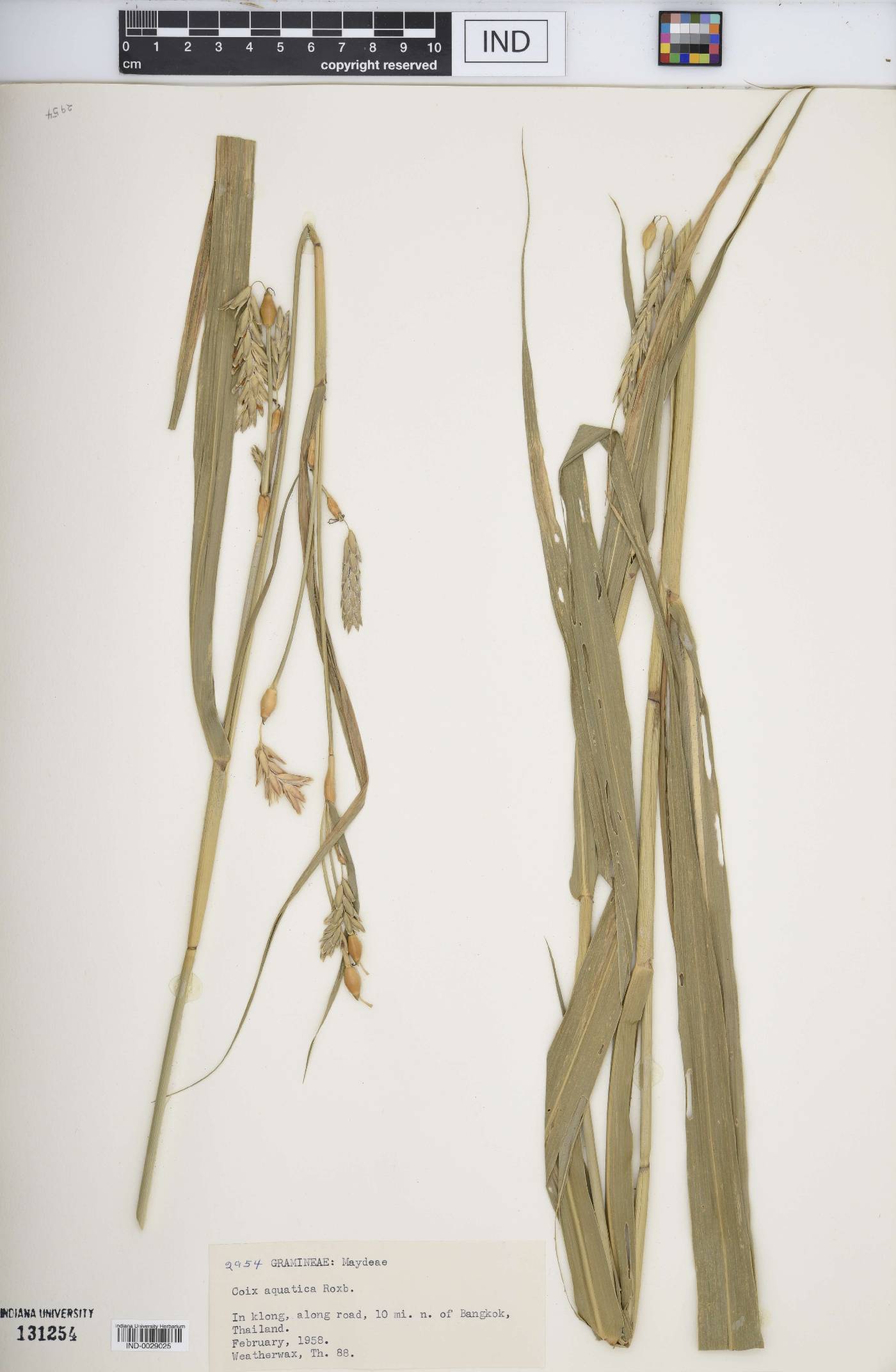 Coix aquatica image