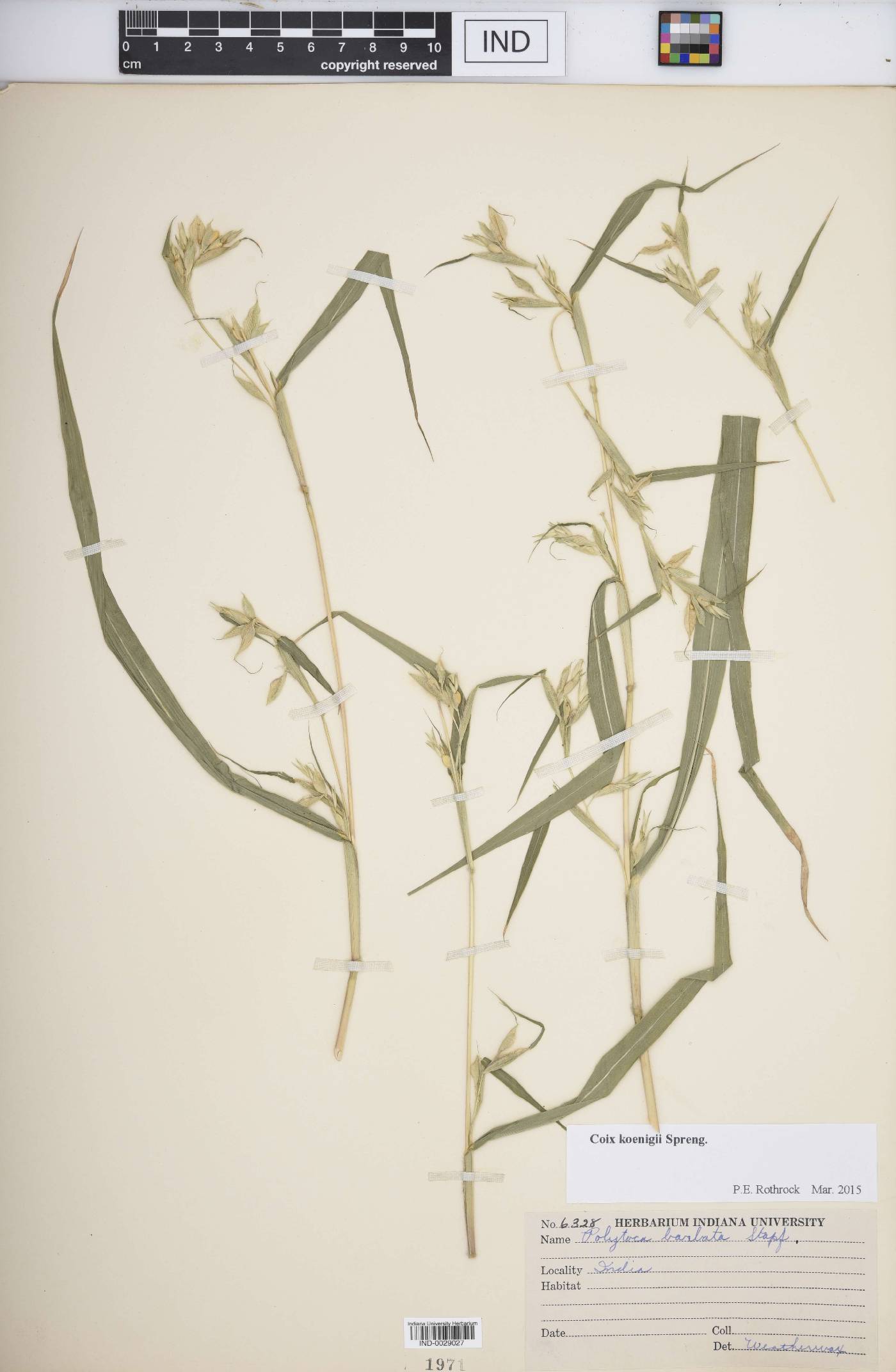 Coix koenigii image