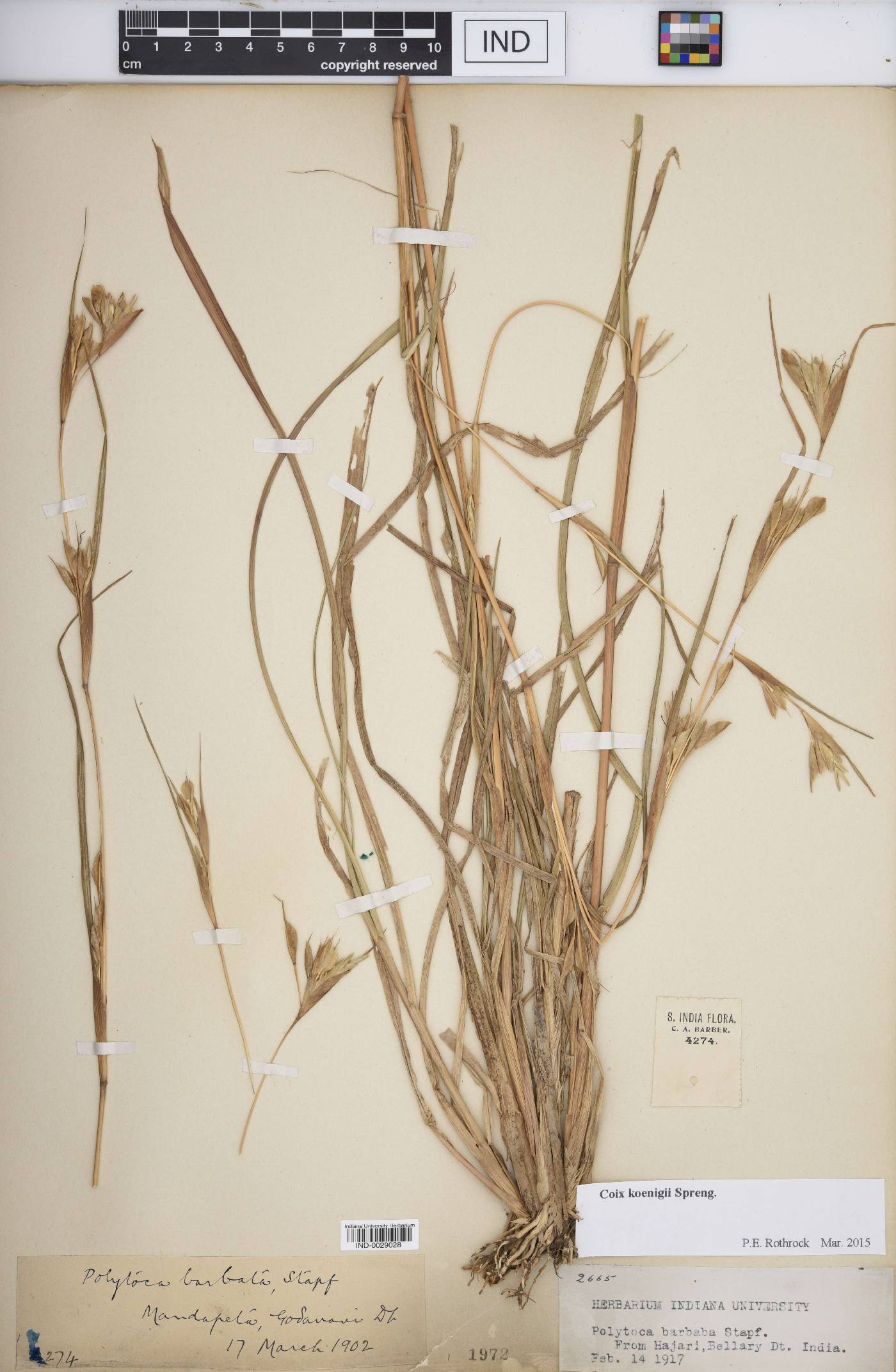 Coix koenigii image