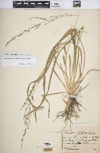 Coleataenia anceps subsp. anceps image