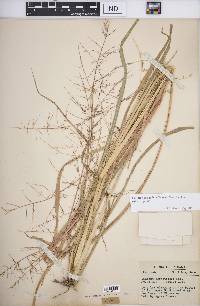 Coleataenia rigidula subsp. rigidula image