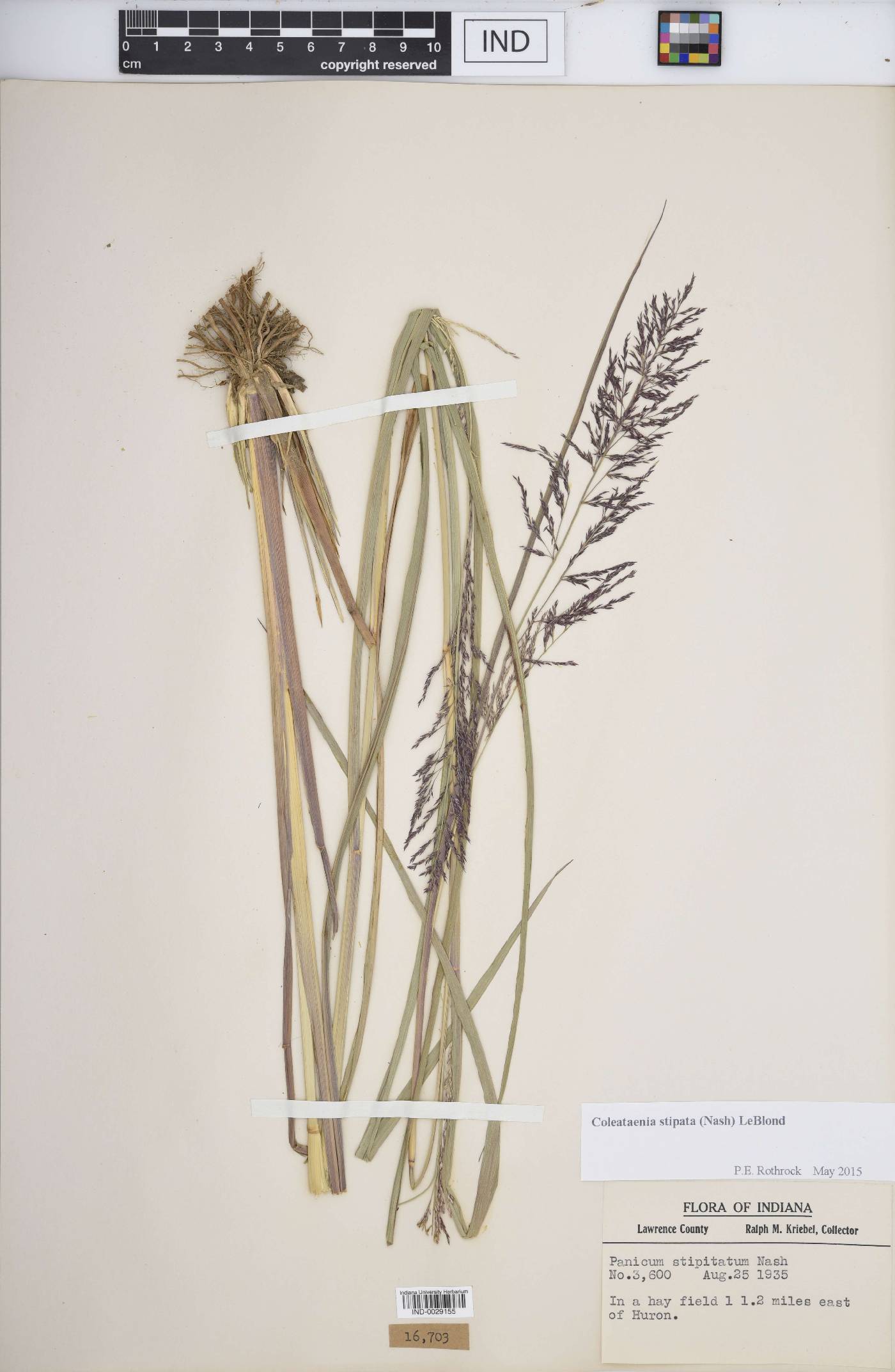 Coleataenia stipitata image