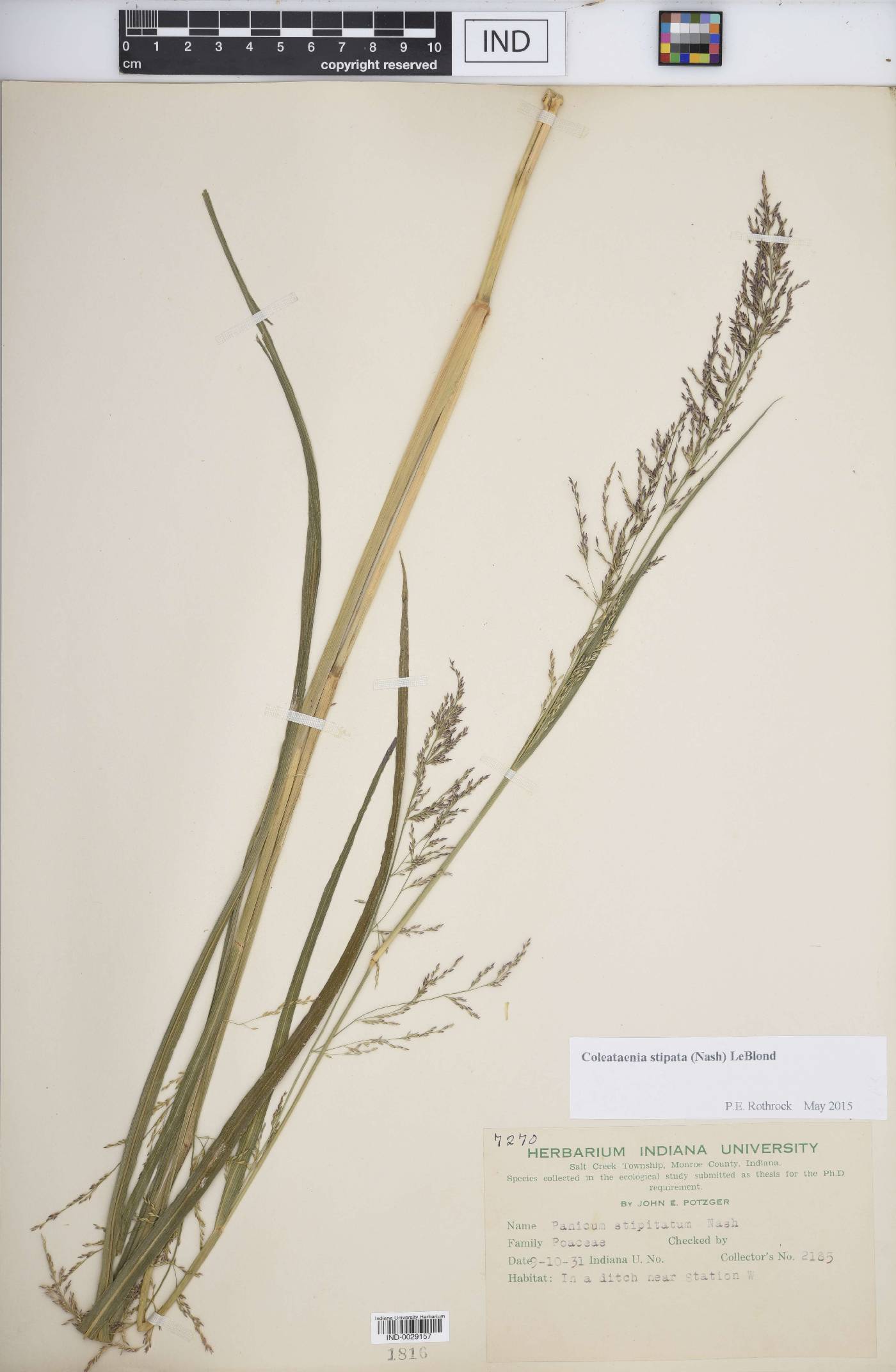 Coleataenia stipitata image