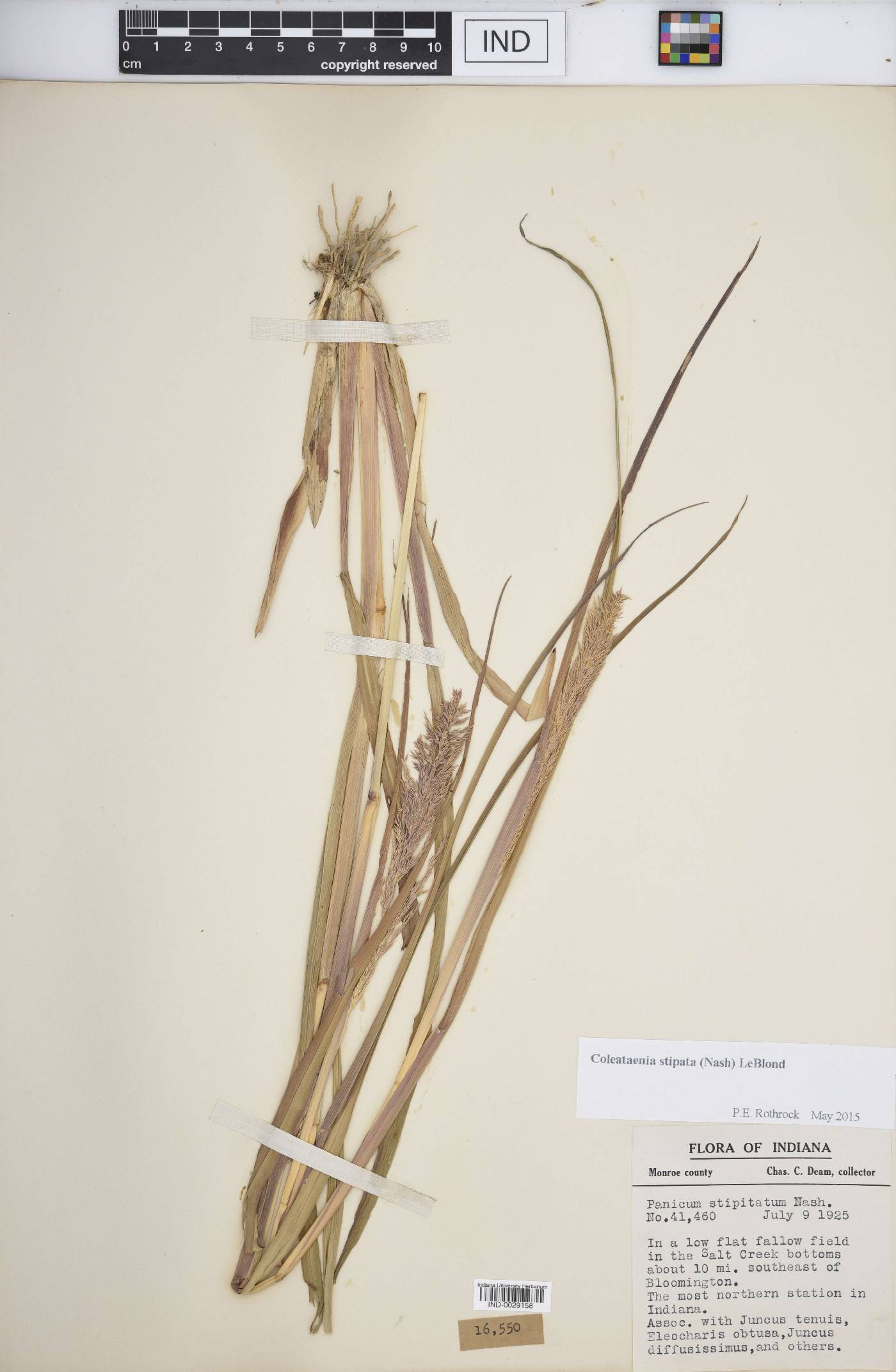 Coleataenia stipitata image