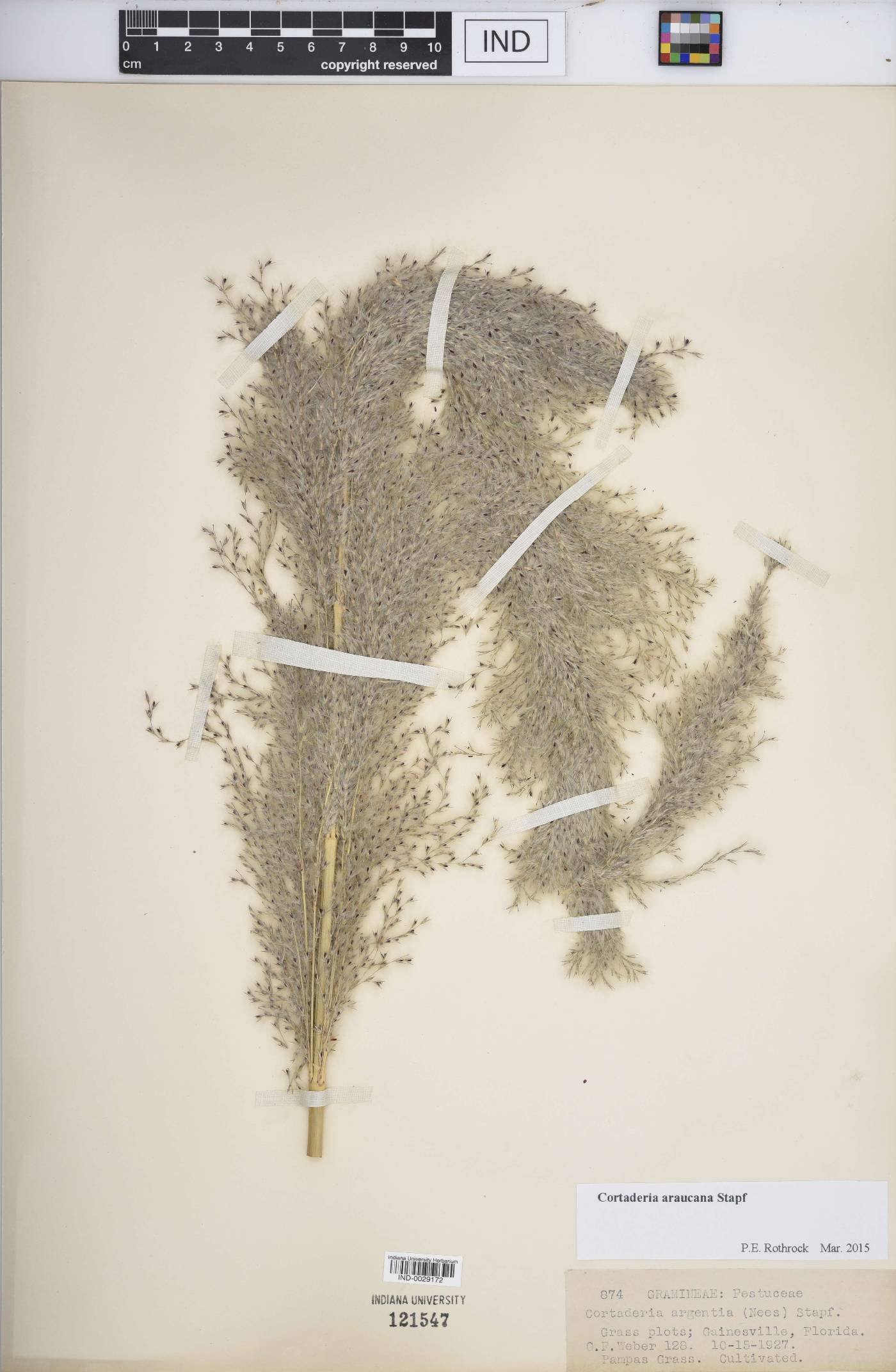 Cortaderia araucana image