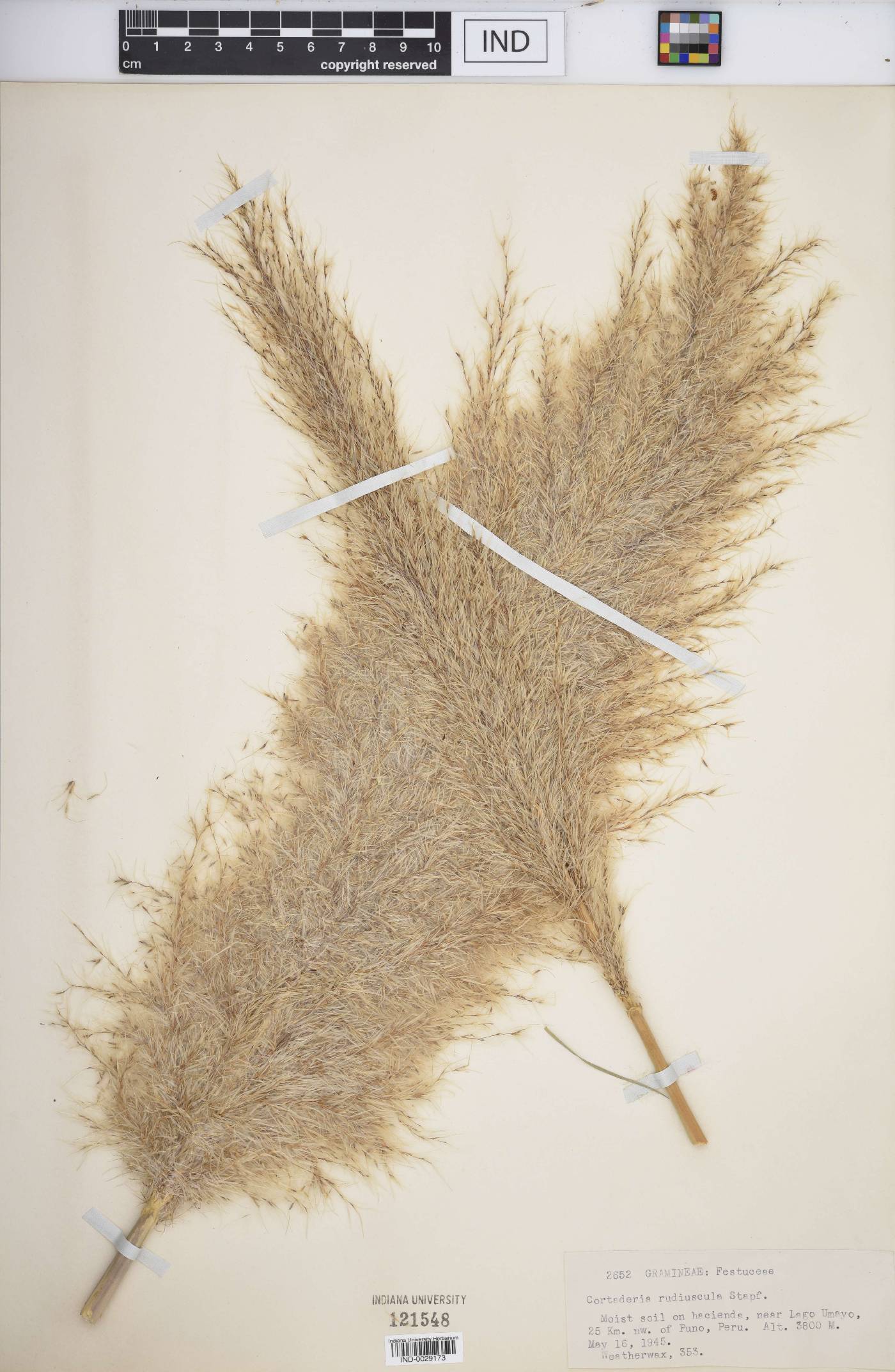 Cortaderia rudiuscula image