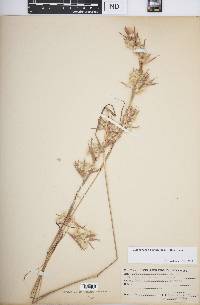 Cymbopogon bombycinus image