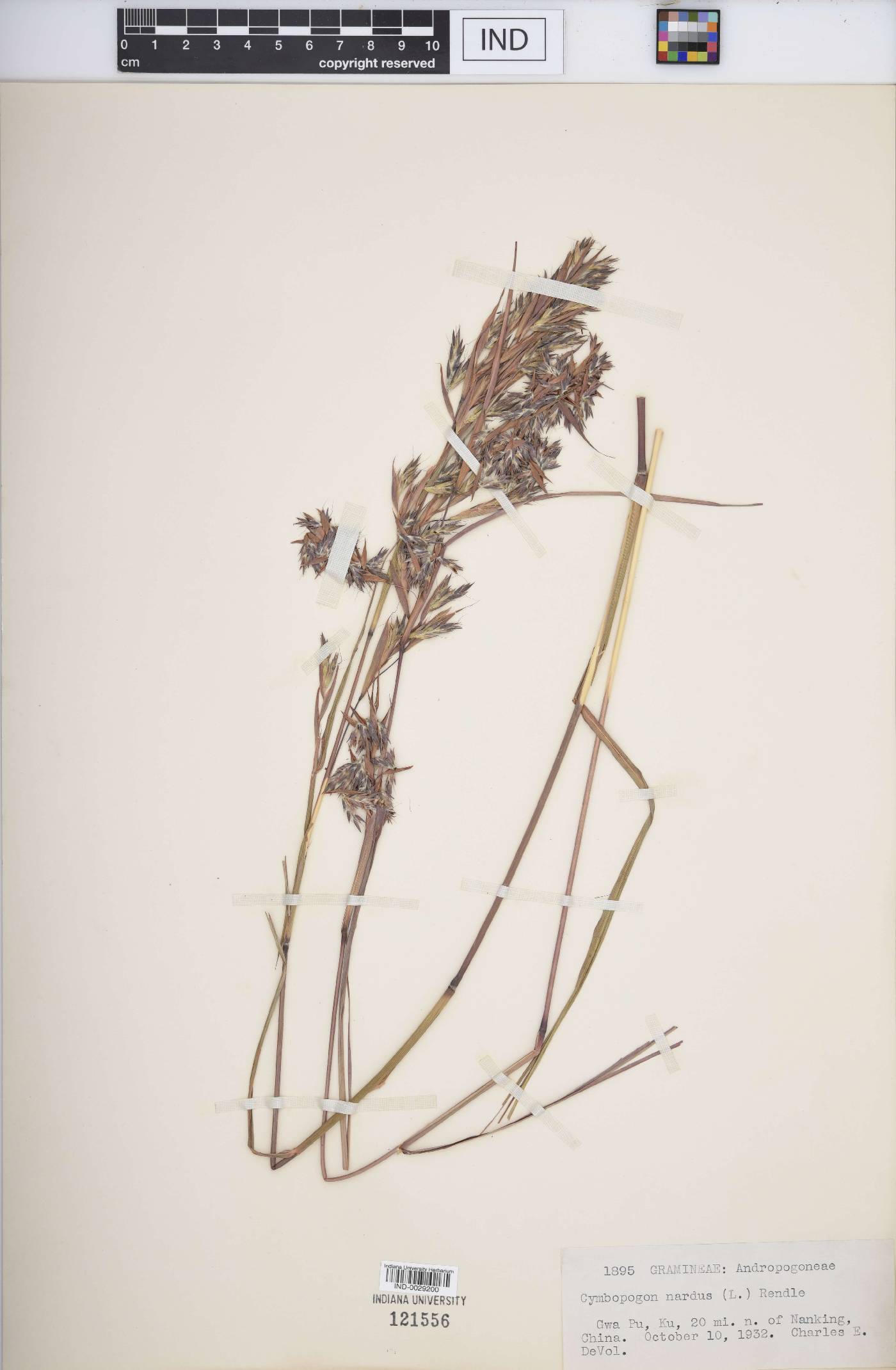 Cymbopogon nardus image