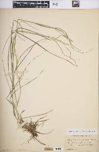 Danthonia compressa image