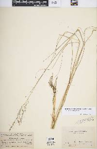 Danthonia domingensis image