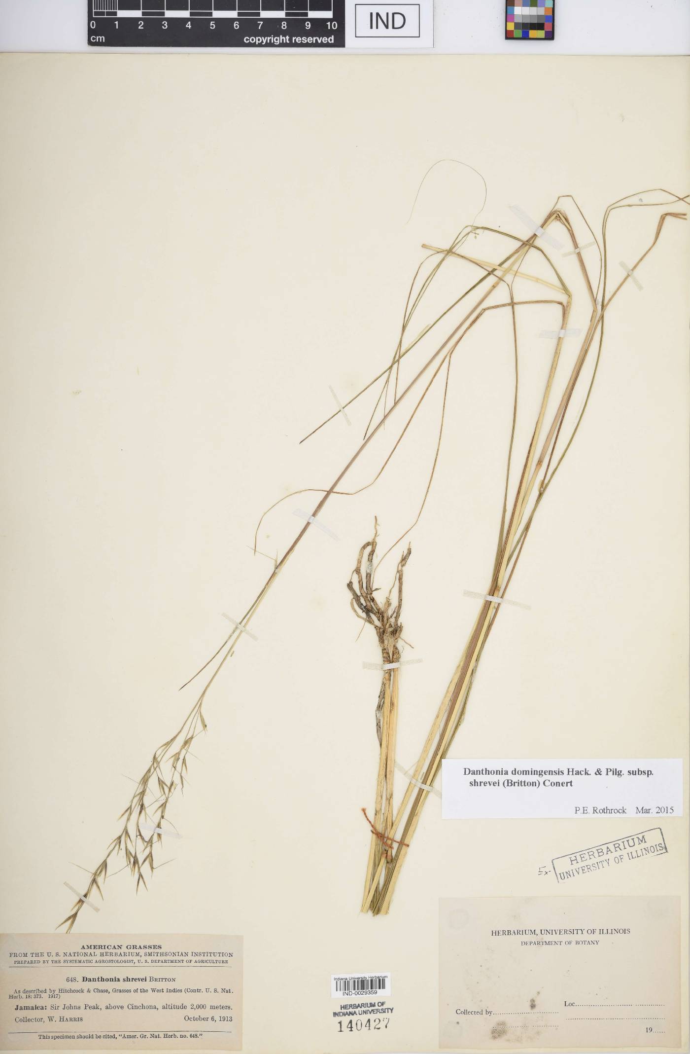 Danthonia domingensis subsp. shrevei image