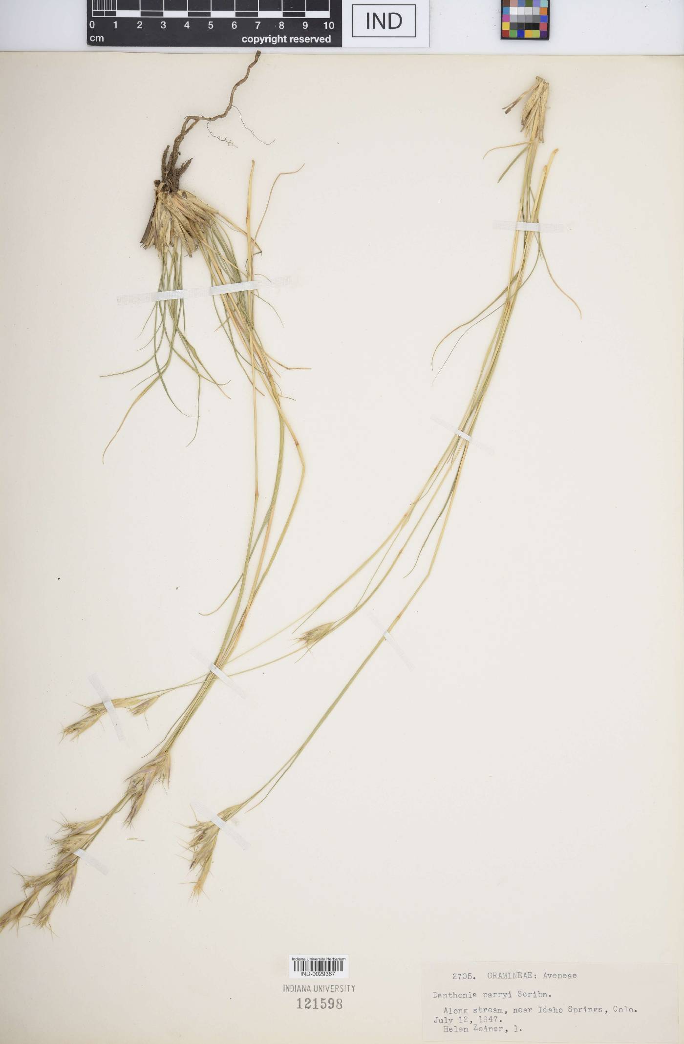 Danthonia parryi image