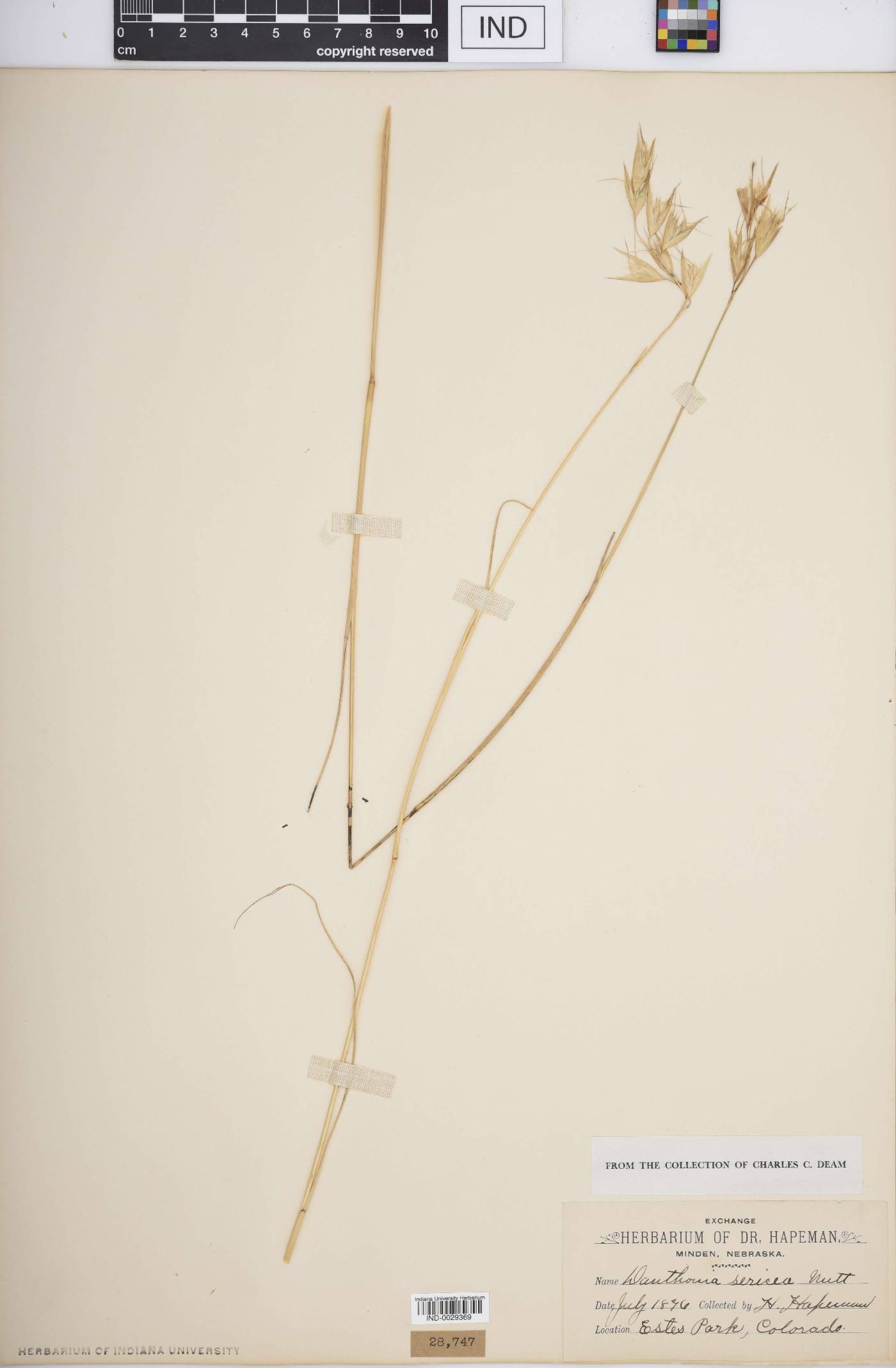 Danthonia sericea image