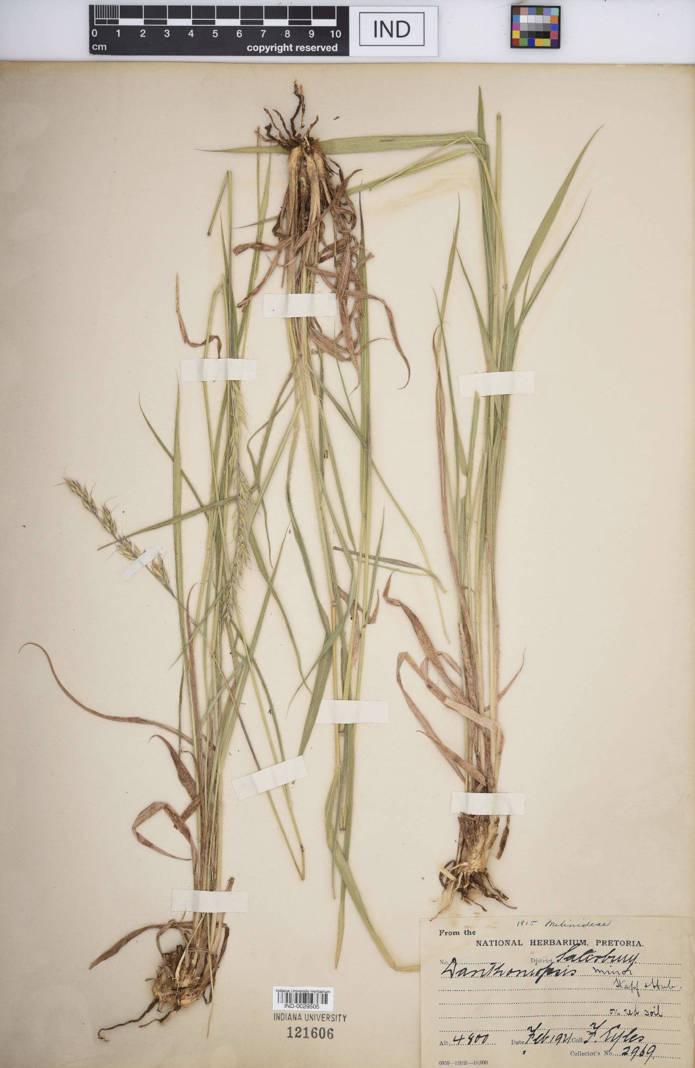 Danthoniopsis image