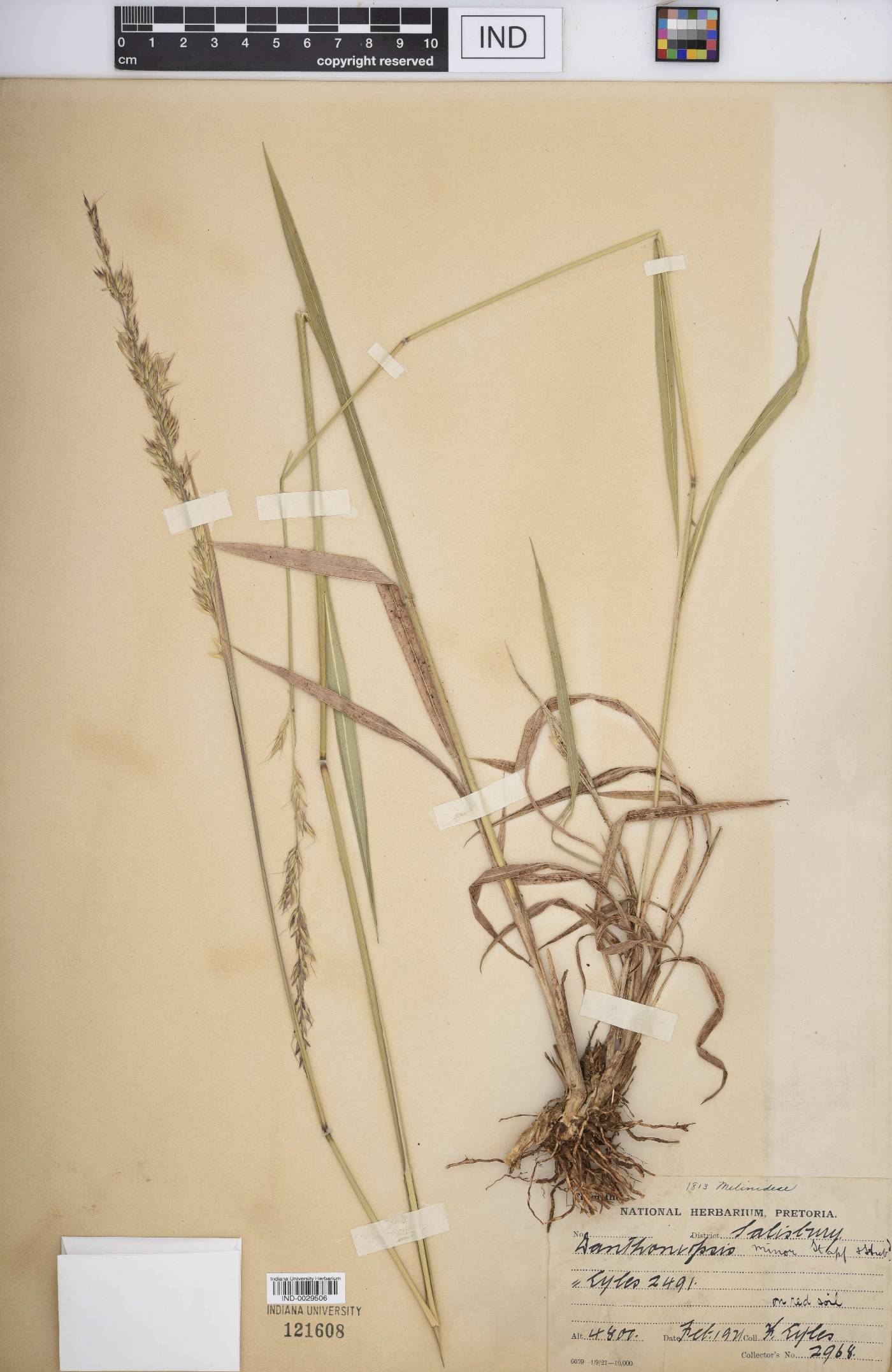 Danthoniopsis minor image