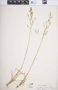 Deschampsia alpina image